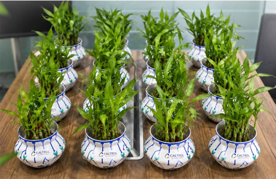 16 Hand-Painted planters commissioned by EcoBacs